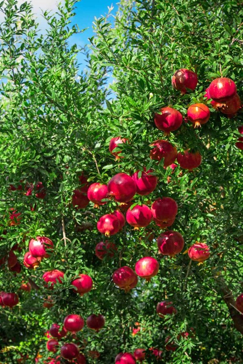 Grow-Your-Own-Pomegranate-Trees-and-Fruitf66d3c4cef3c6536.jpg
