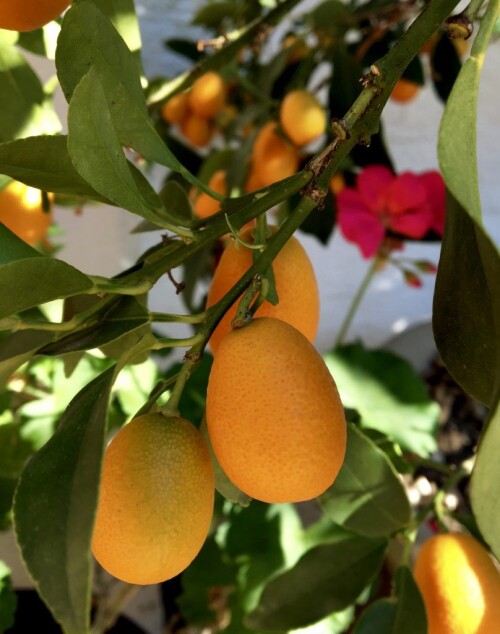 How-to-Eat-a-Kumquat--The-Strange-Thing-to-do-to-Make-it-Sweet7403babb8590d644.jpg