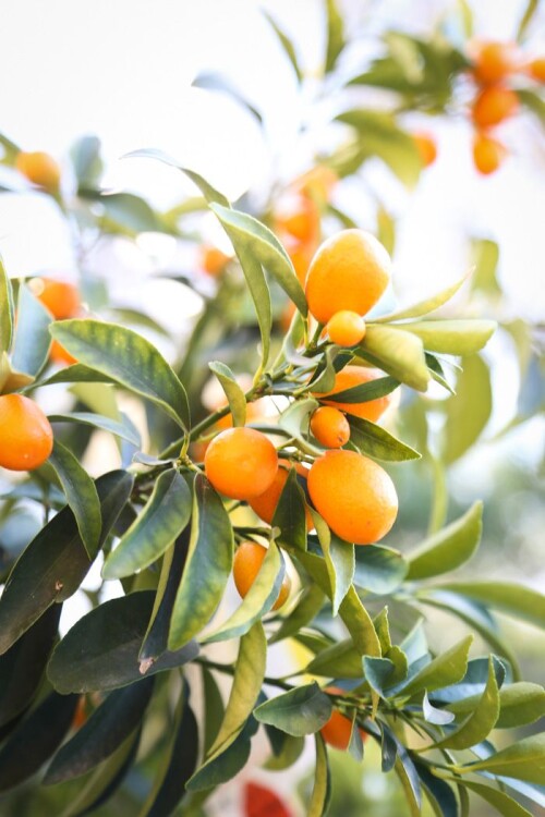 Kumquats-and-prosperity_-Happy-New-Year---Hither--Thither5d6d284d52d28ffd.jpg