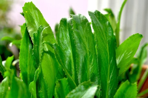culantro-800x53136299993be7d43c4.jpg