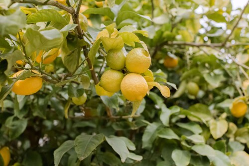 lemon-tree-plant-profile-4846327-3-b9b35325794c465f962a5f472bc8a6b251a5ee2ef6fc717f.jpg