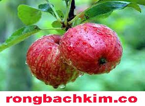 rong-bach-kim-chot-so-do-215-952126ef8a83589449.jpeg